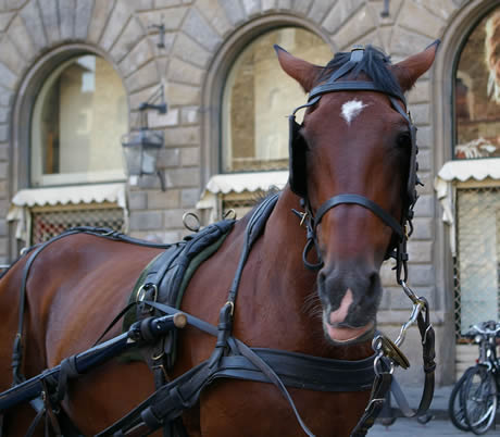 Cheval tirant une taxi calèche à Florence photo