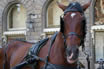 Passeggiate In Carrozza A Firenze